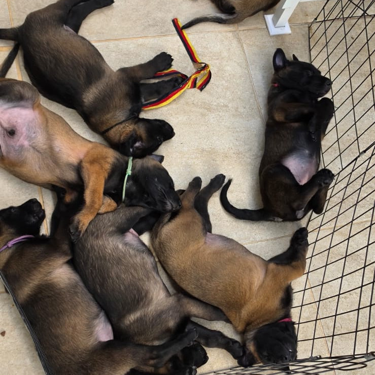 Lindos filhotes de Malinois com 50 dias. Todos com pedegree CBKC. 3 machos e 2 fémeas - Foto 2