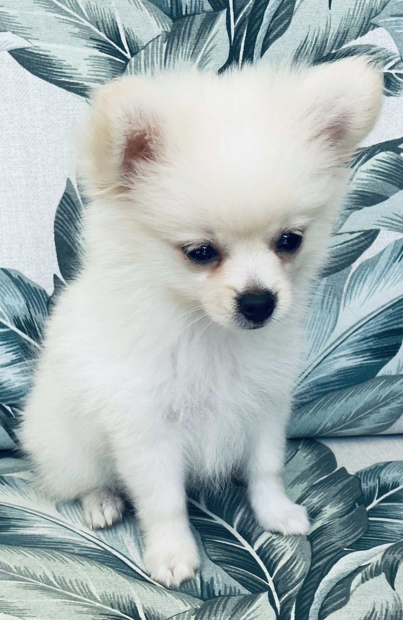Portal Vendocão FILHOTES LULU DA POMERÂNIA LAURO DE FREITAS