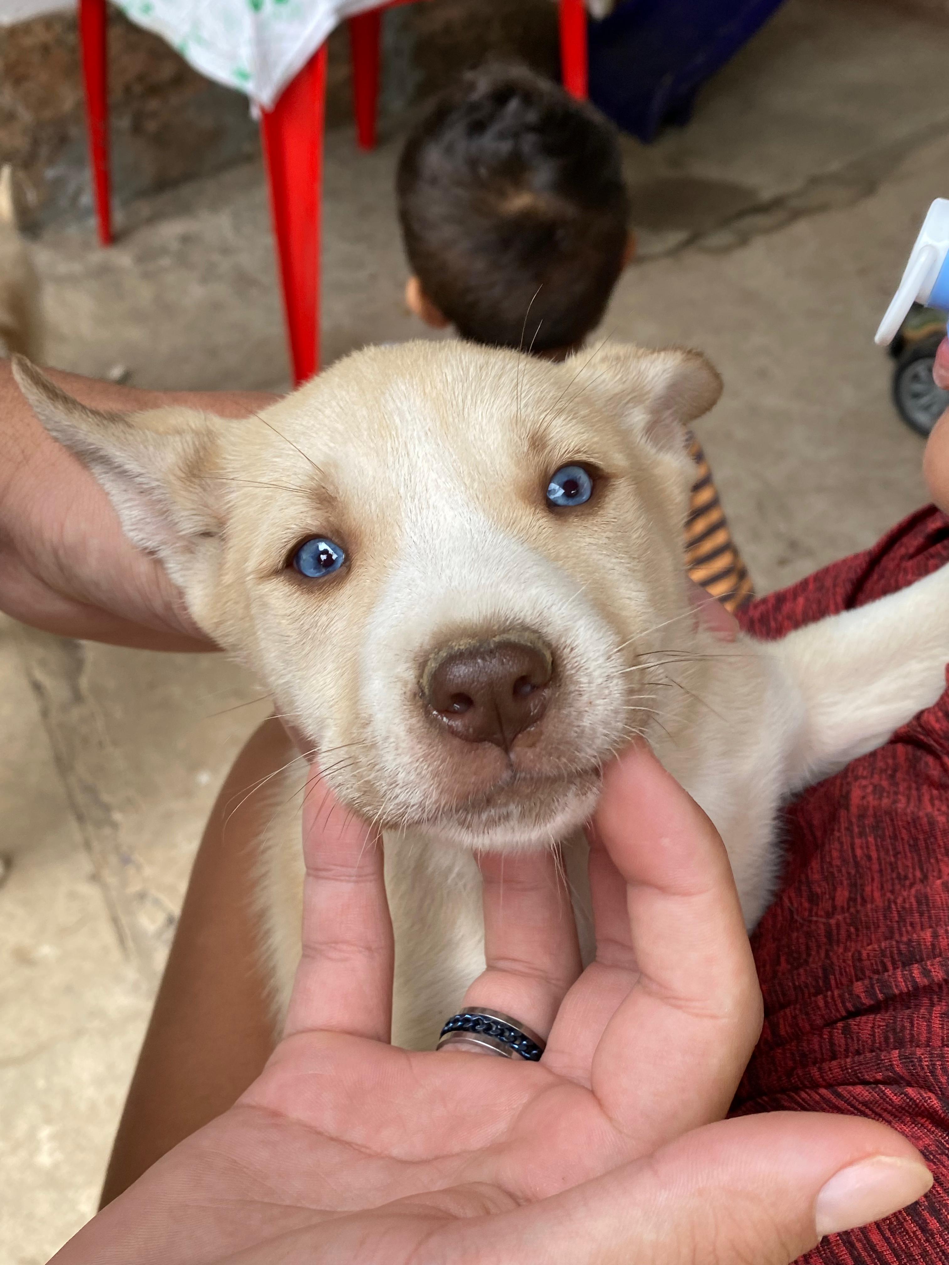 Portal Vendocão Filhote de husky siberiano , olhos azuis , já vermifugado Mar de Espanha