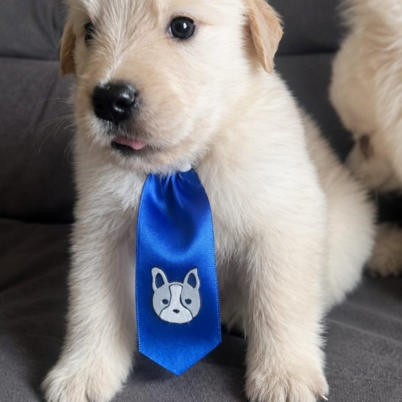 Lindo  filhote Golden Retriever macho