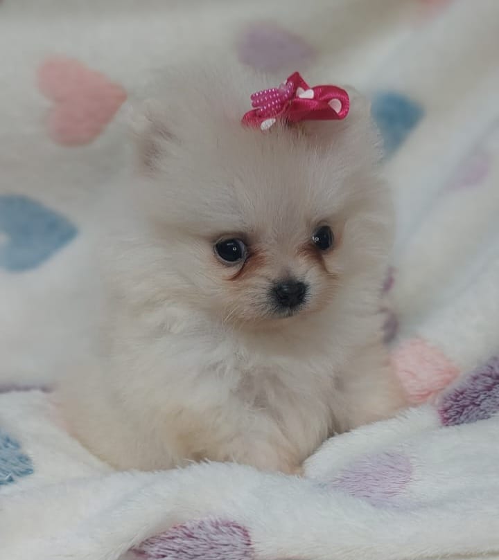 Portal Vendocão filhotes de lulu da pomerania Porto Alegre