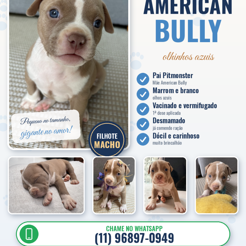 Filhote de American Bully