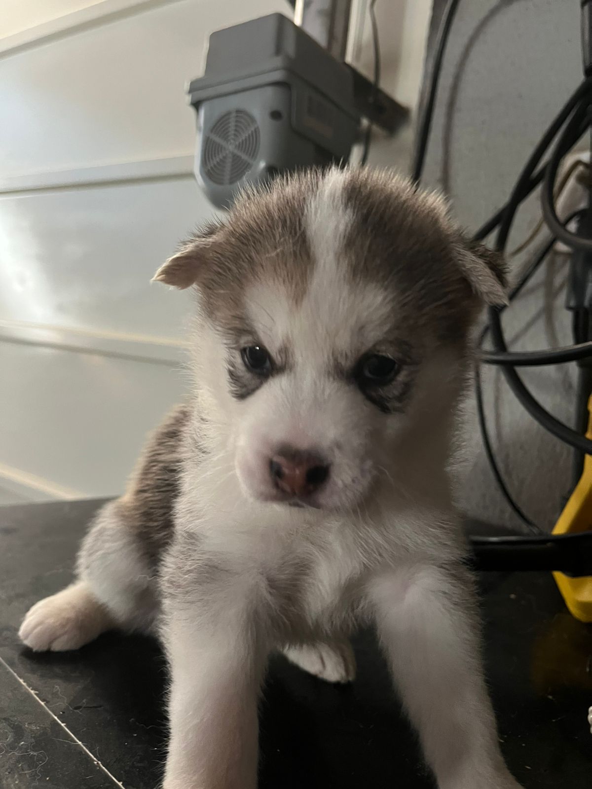 Husky Siberiano  - Foto 2