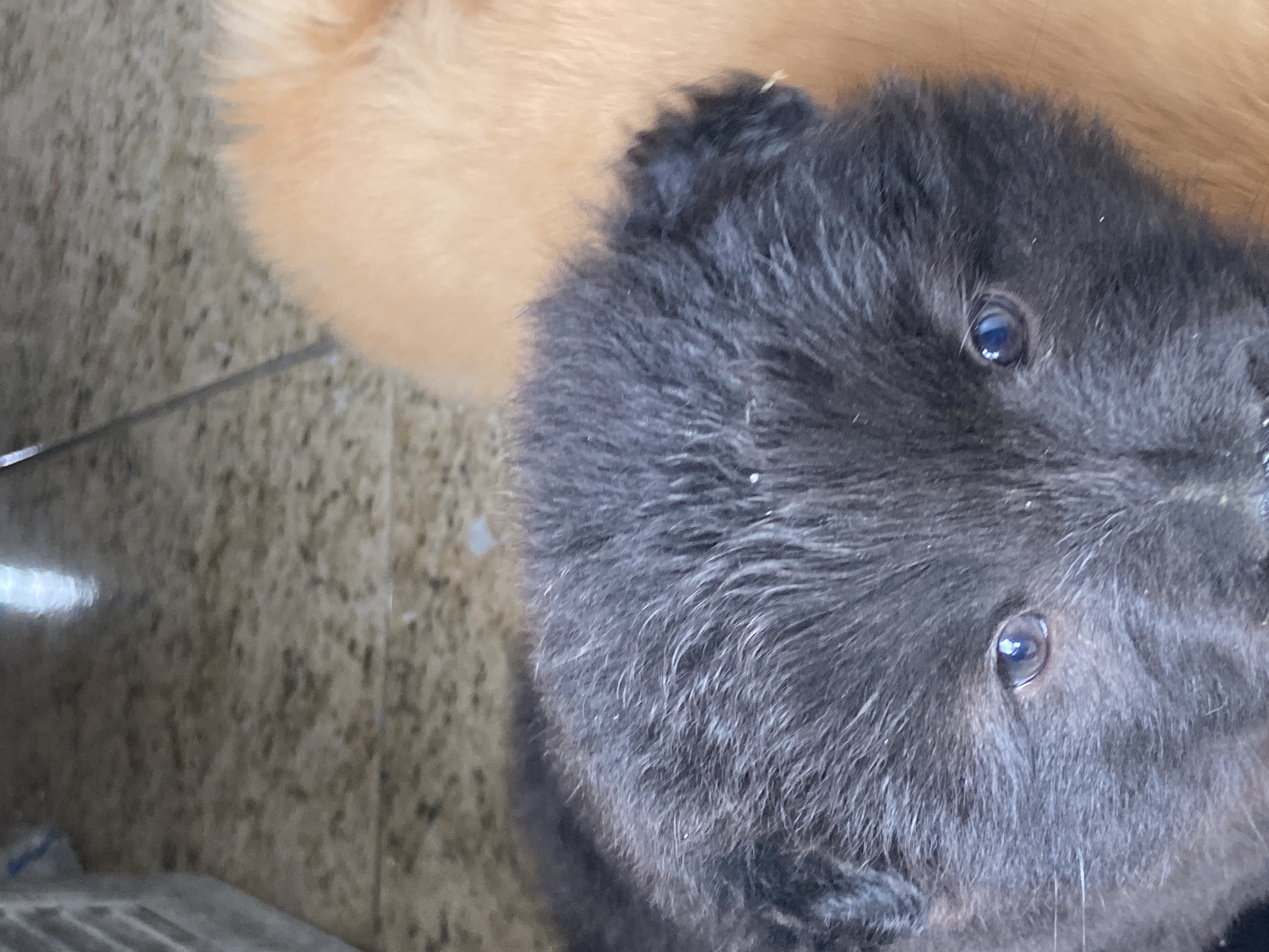 Portal Vendocão Vendo filhote de chow chow  São João de Meriti