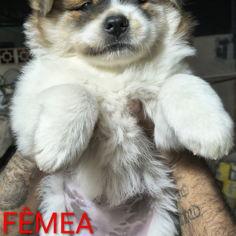 Filhotes de Chow chow - Foto 4