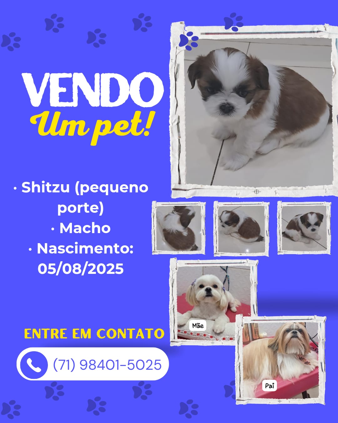 Filhotes de cachorro  - Foto 1