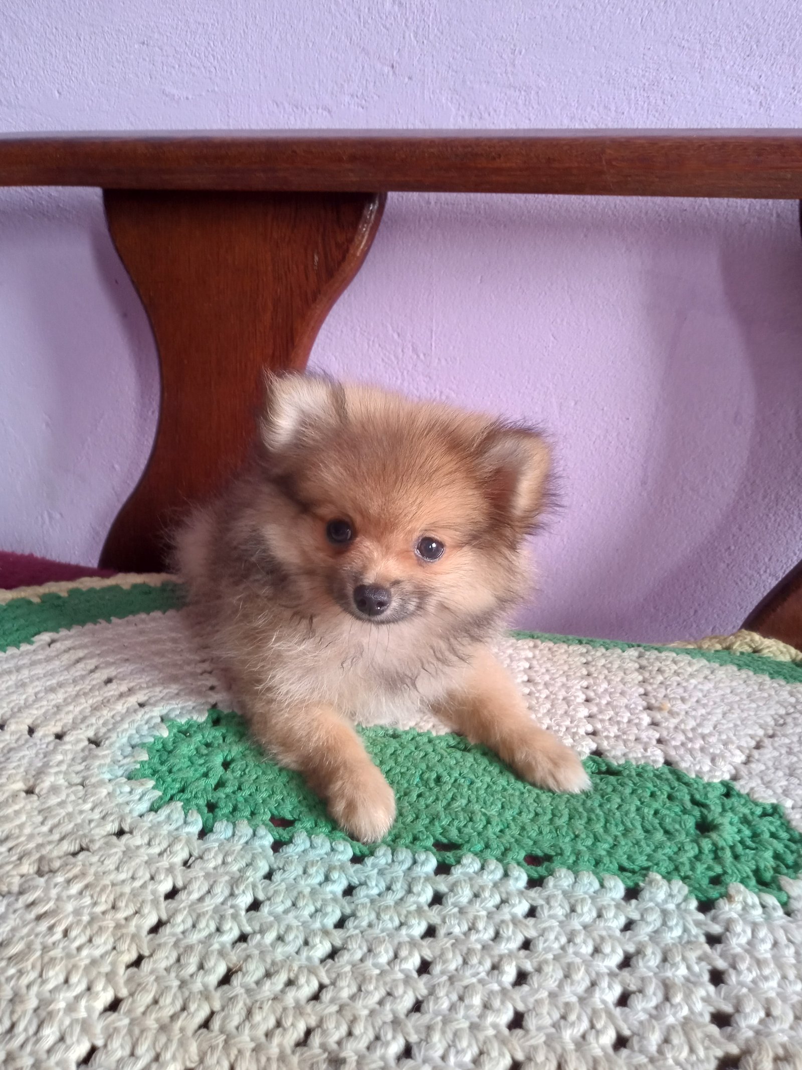 Lulu da Pomerânia macho. - Foto 2