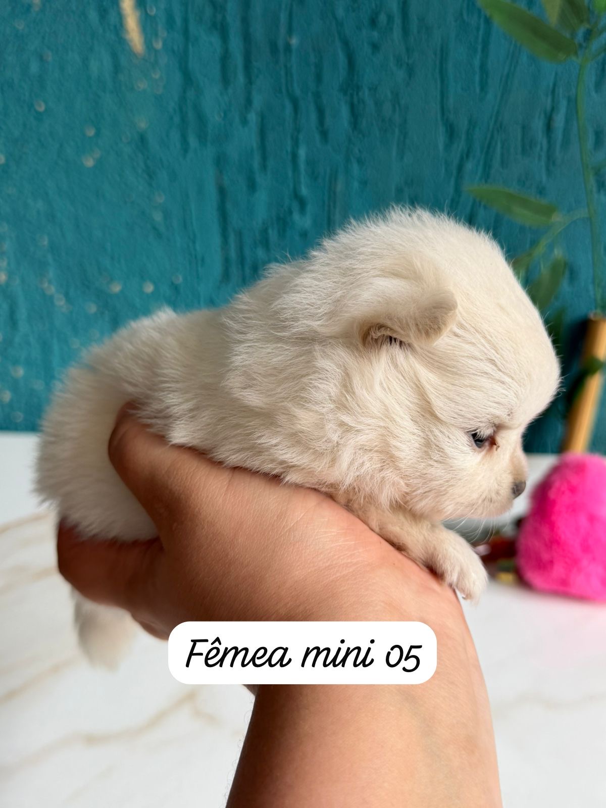 Filhotes Top de Spitz alemão  - Foto 3