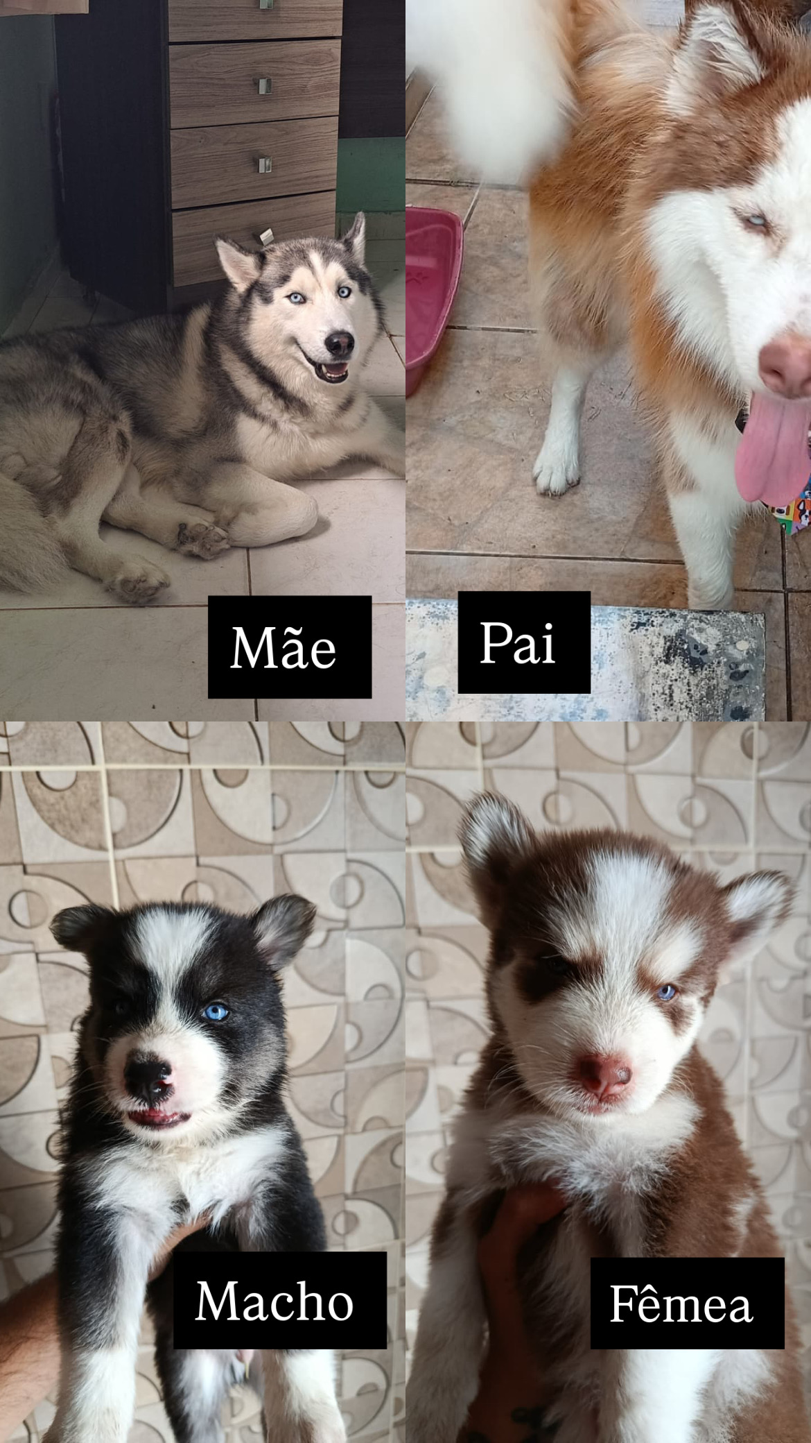 Portal Vendocão Promoção filhotes de Husky Siberiano  Teresina 