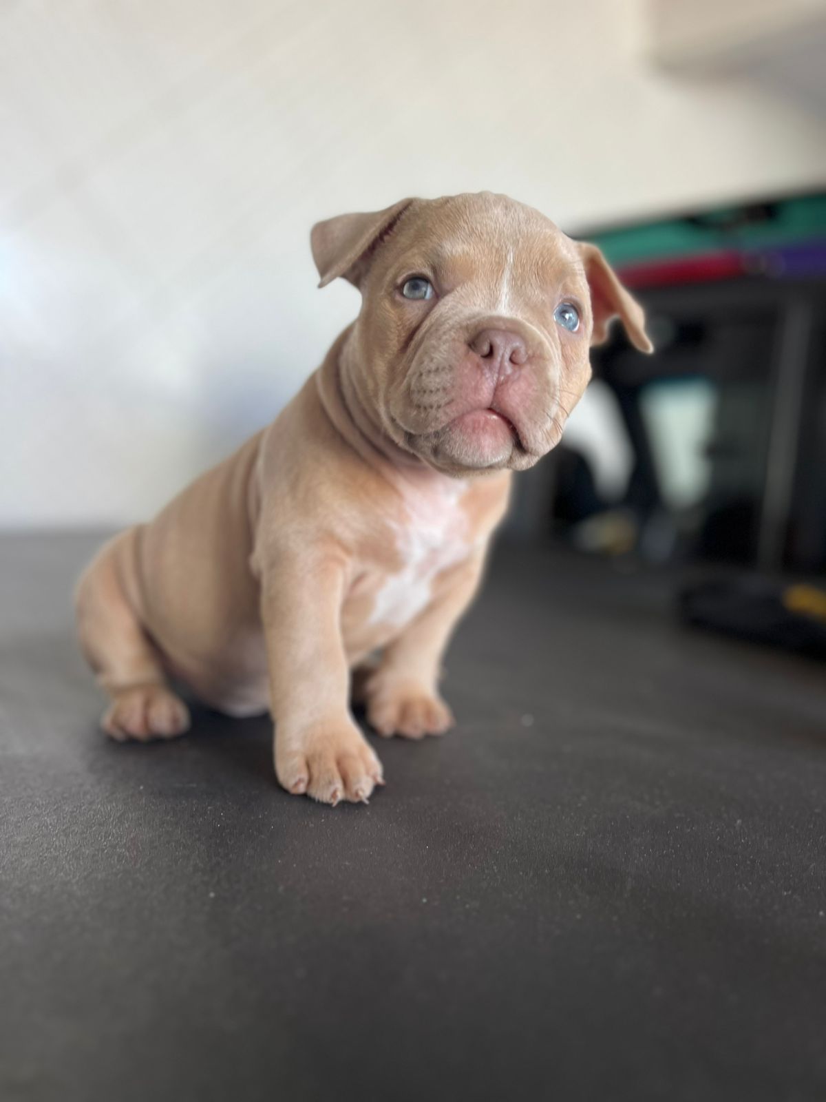 Portal Vendocão American bully  Aparecida de Goiania 