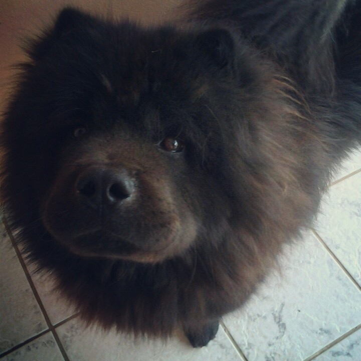 Vendo filhotes puros de chow chow - Foto 3