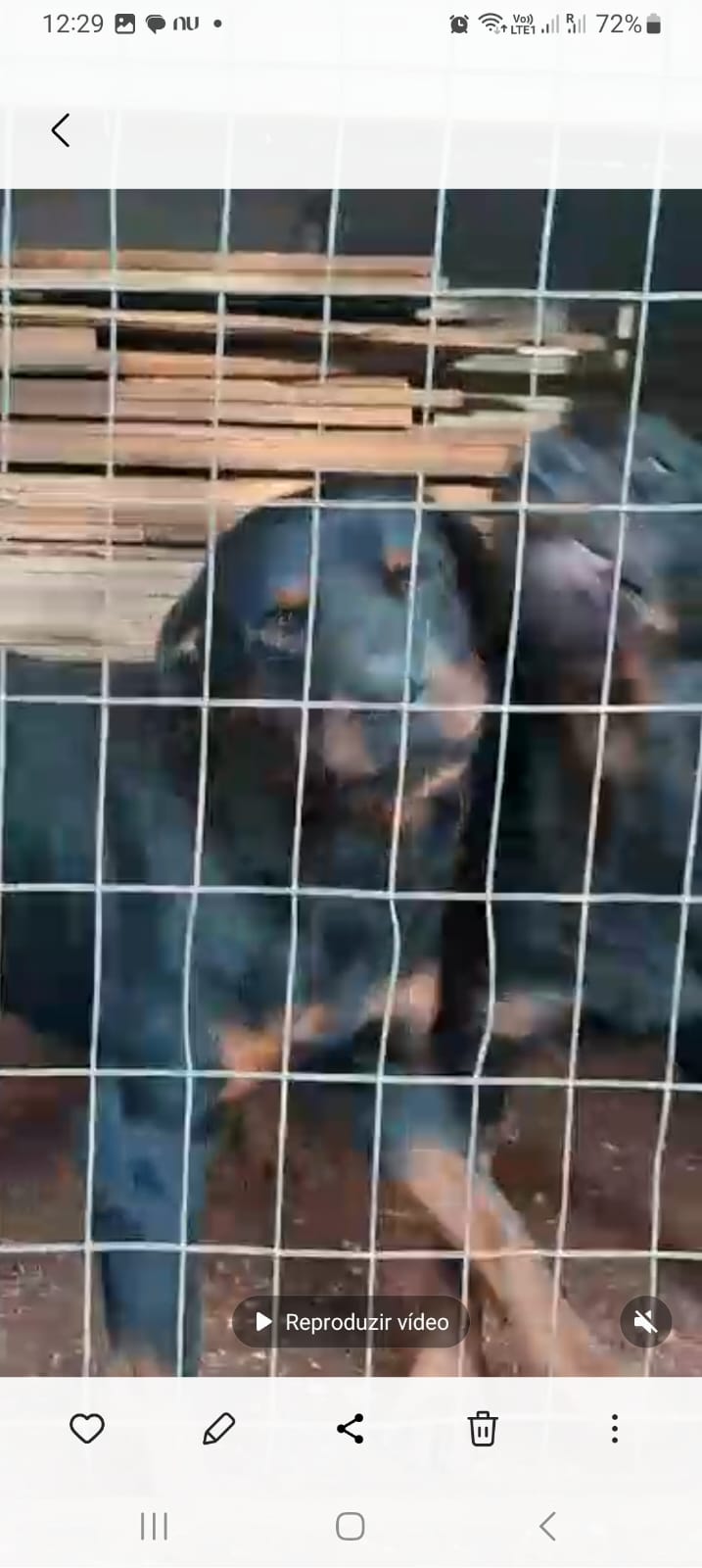Portal Vendocão Casal Rottweiler São leopoldo 