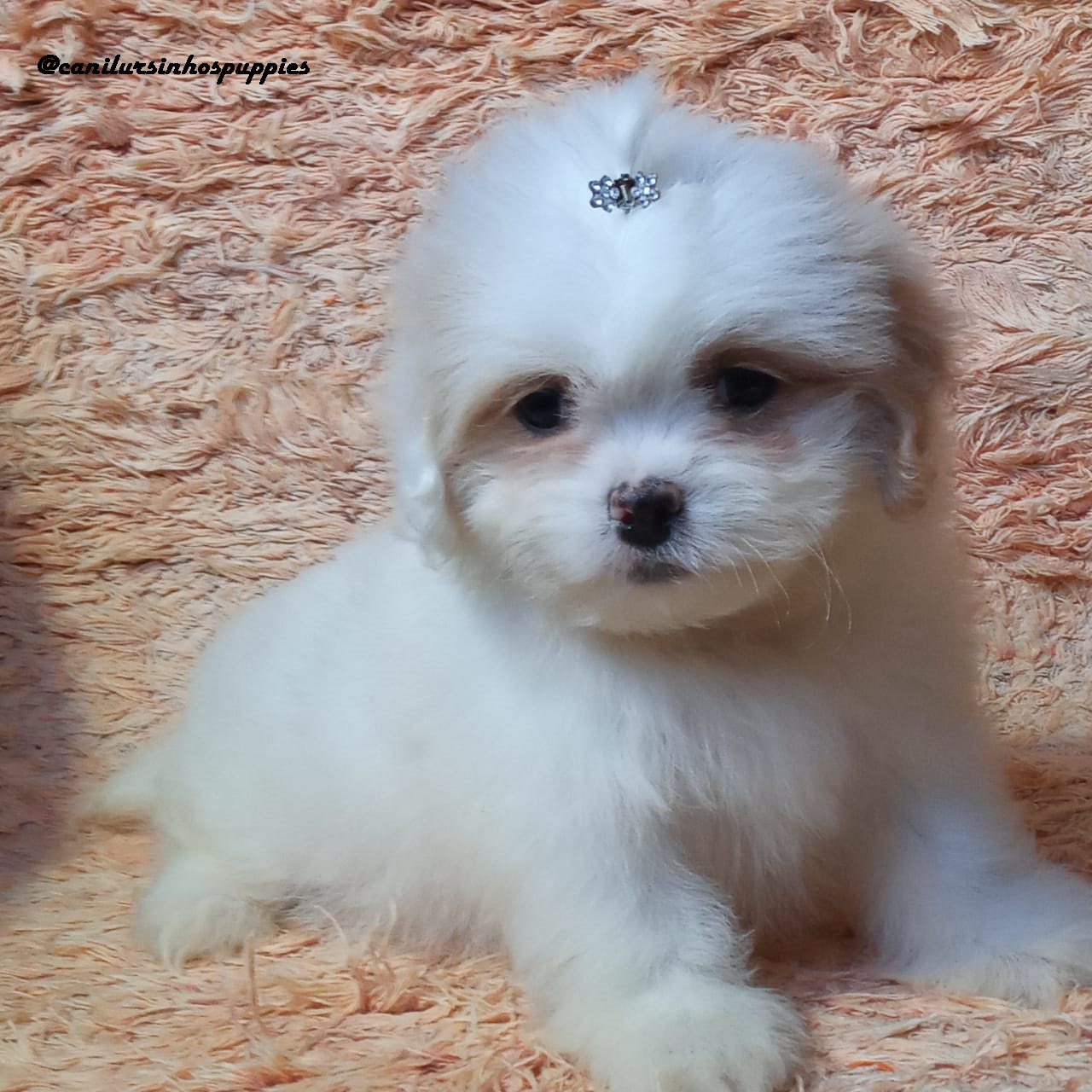 Portal Vendocão lhasa apso #canilursinhospuppies bebes pronta entrega  são vicente 