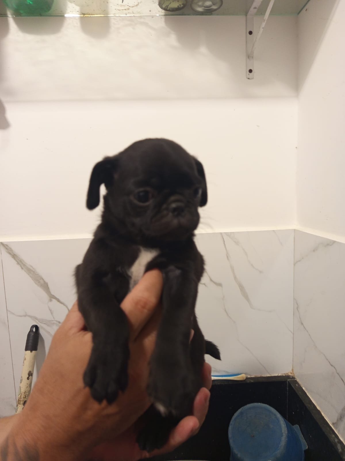 Vendo PUG Fêmea 