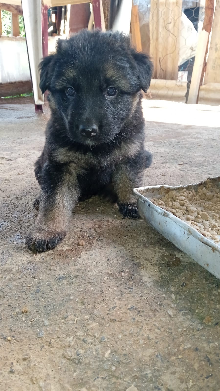 Portal Vendocão Filhotes de pastor alemão  Ouro Preto