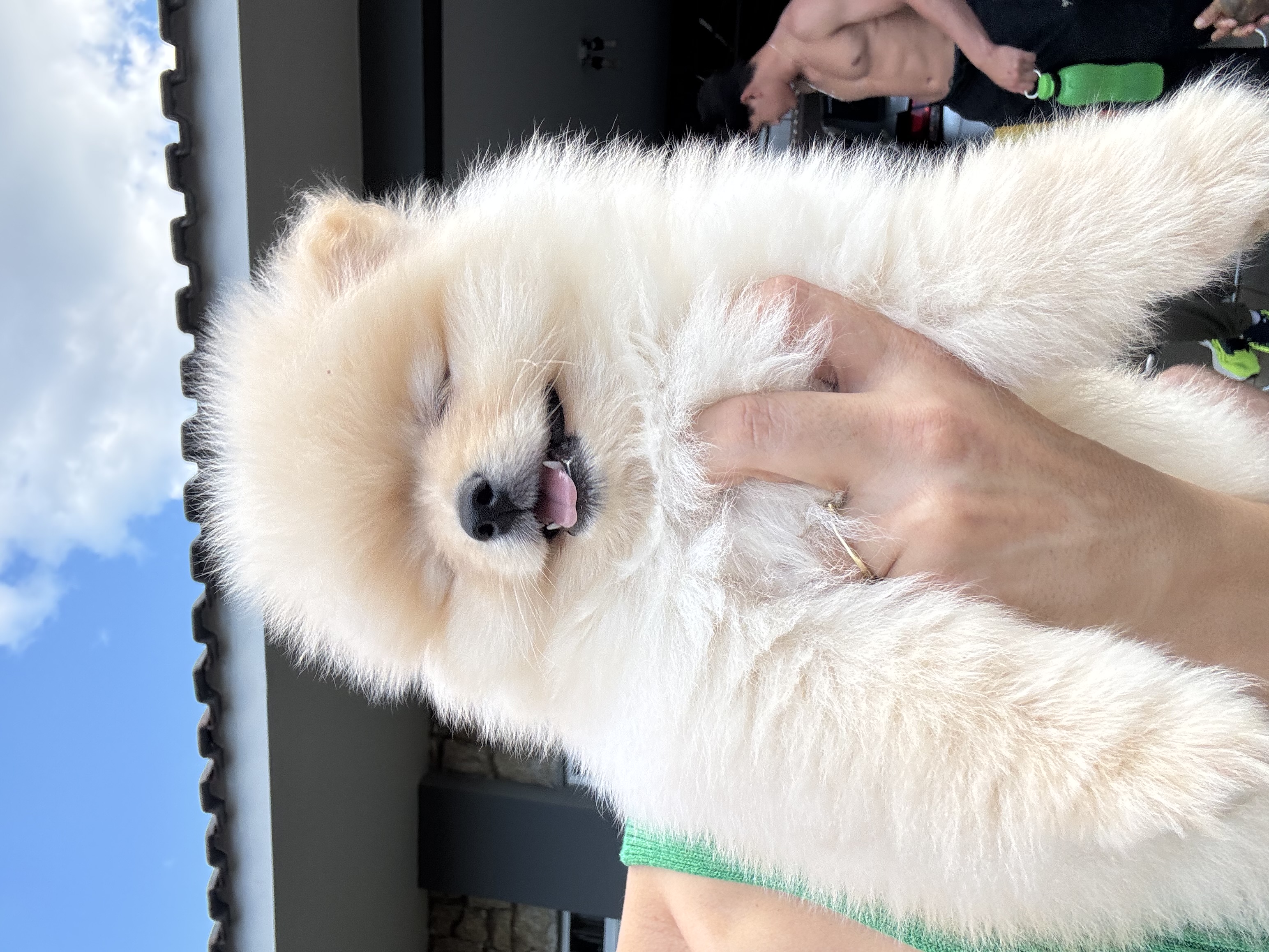 Portal Vendocão Lulu da Pomerania Micro -Machinho Foz do Iguaçu 