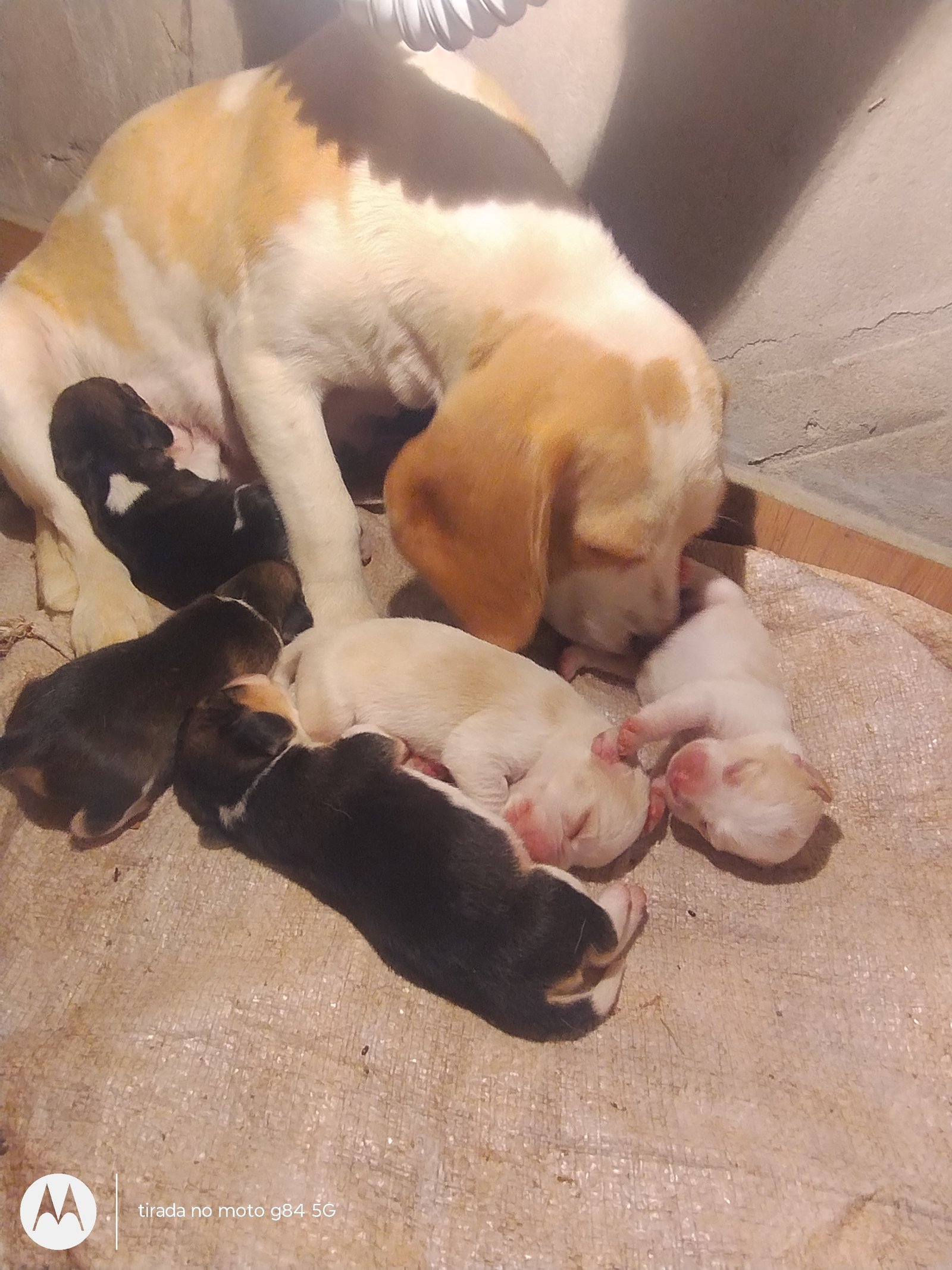 Lindos filhotes de beagres