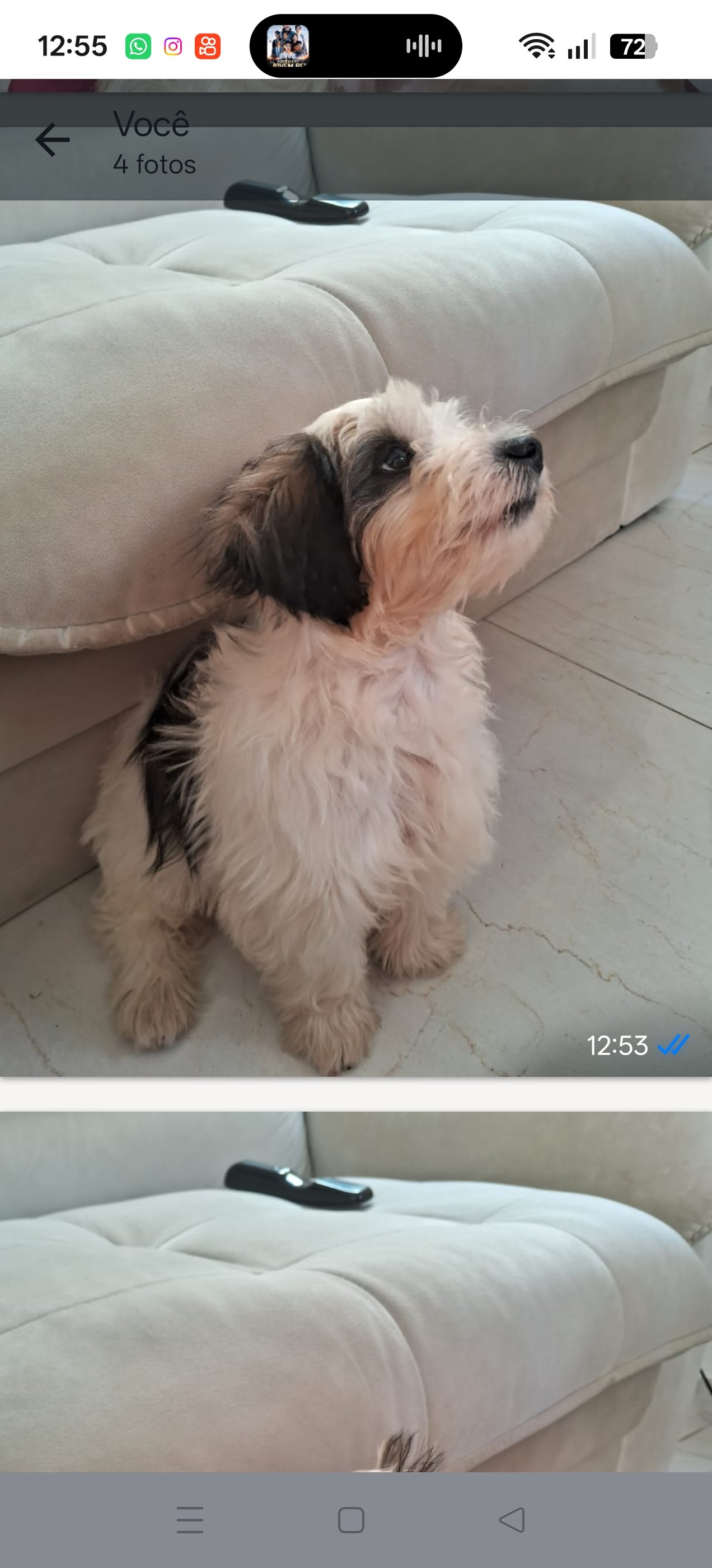 Vendo filhotes de cachorro