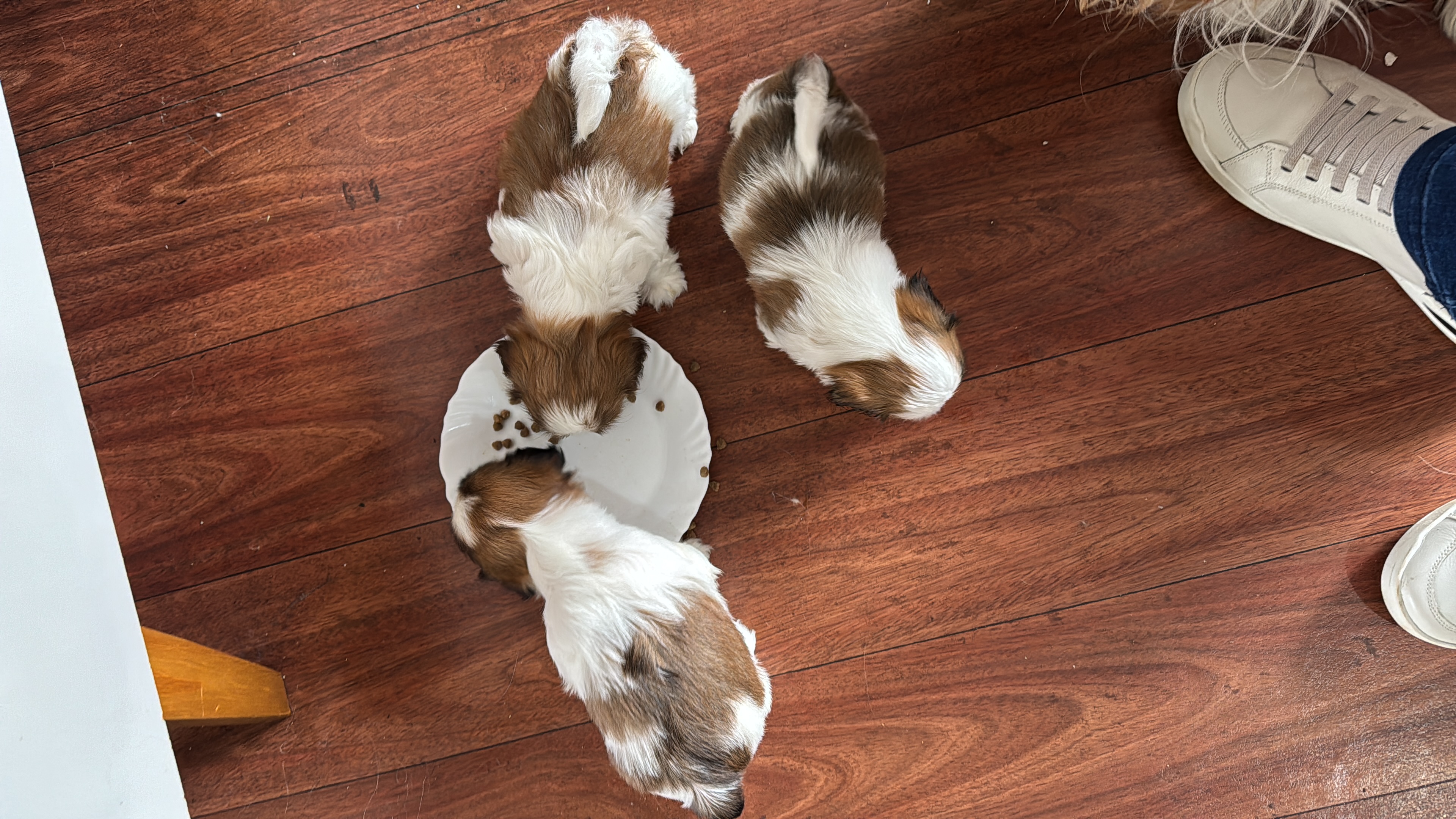 Portal Vendocão Disponíveis para Doação ( Venda ),Filhotes Shih Tzu   Passo Fundo