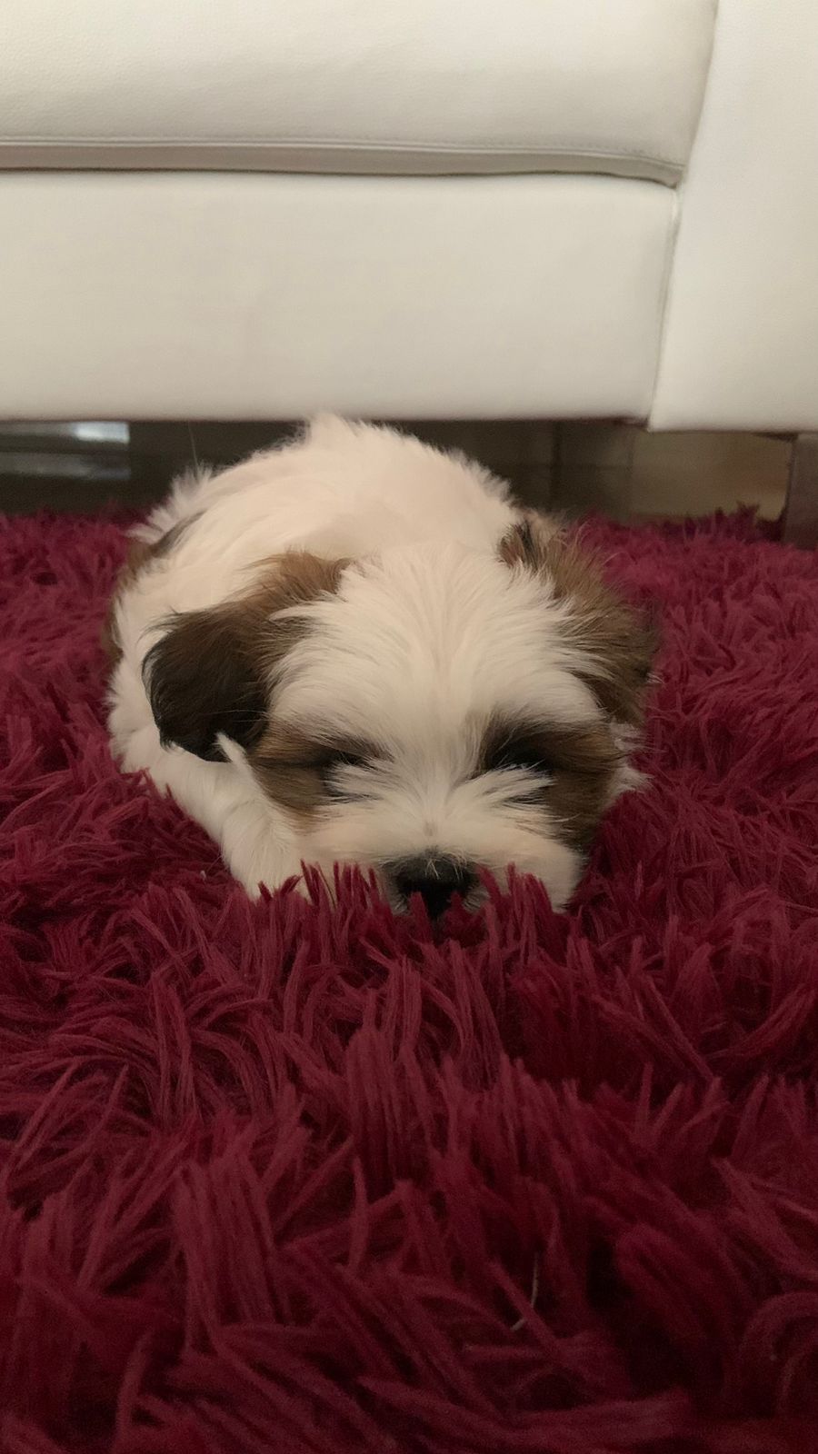 Lhasa Apso Macho 3 meses - Foto 1