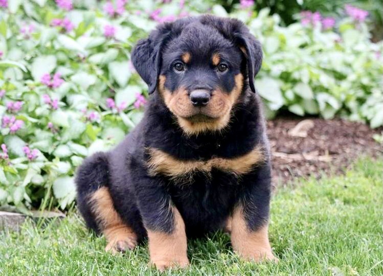 Portal Vendocão Rottweiler lindos  São José do rio preto 