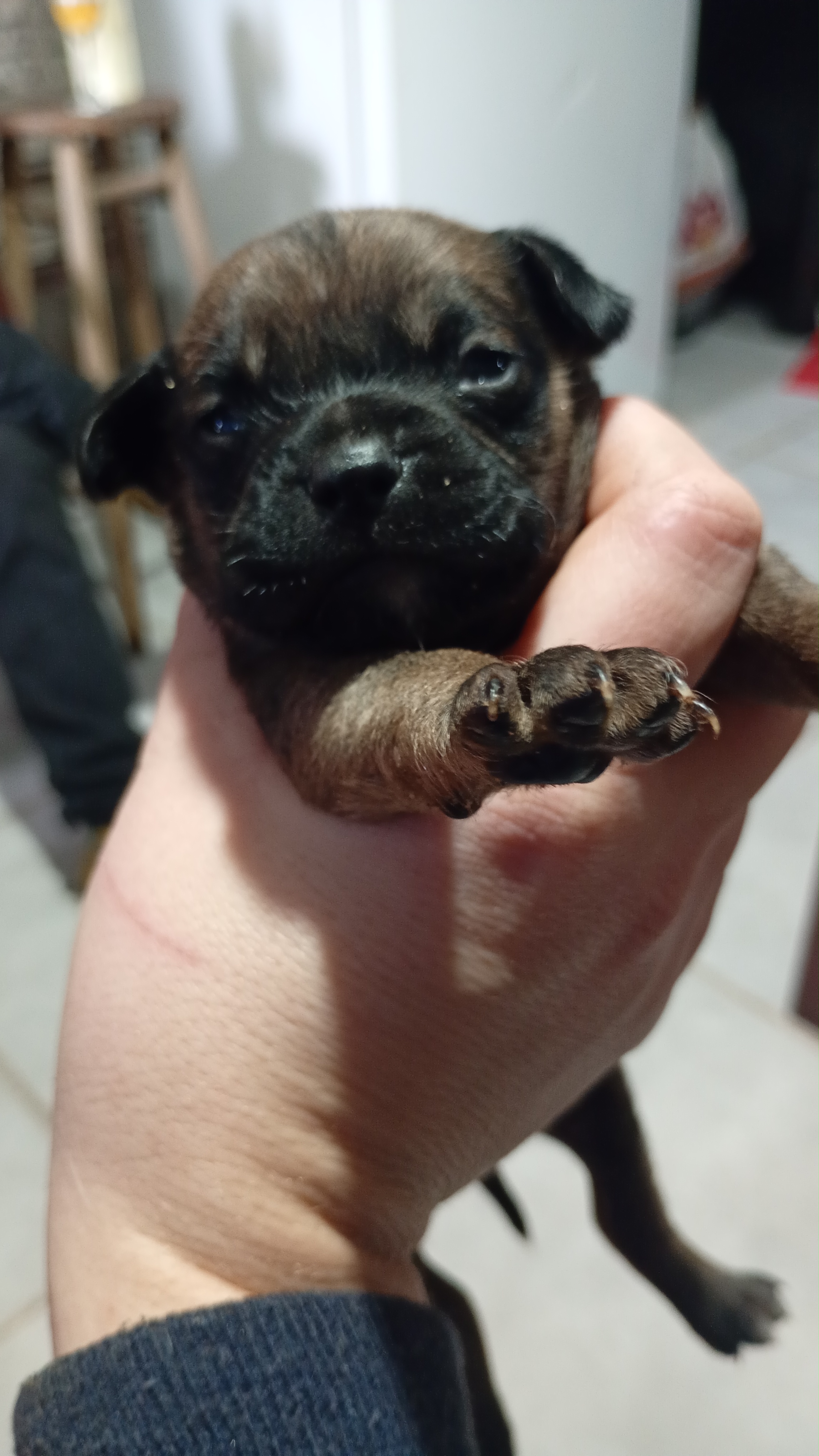  pug misturado com shih Tzu