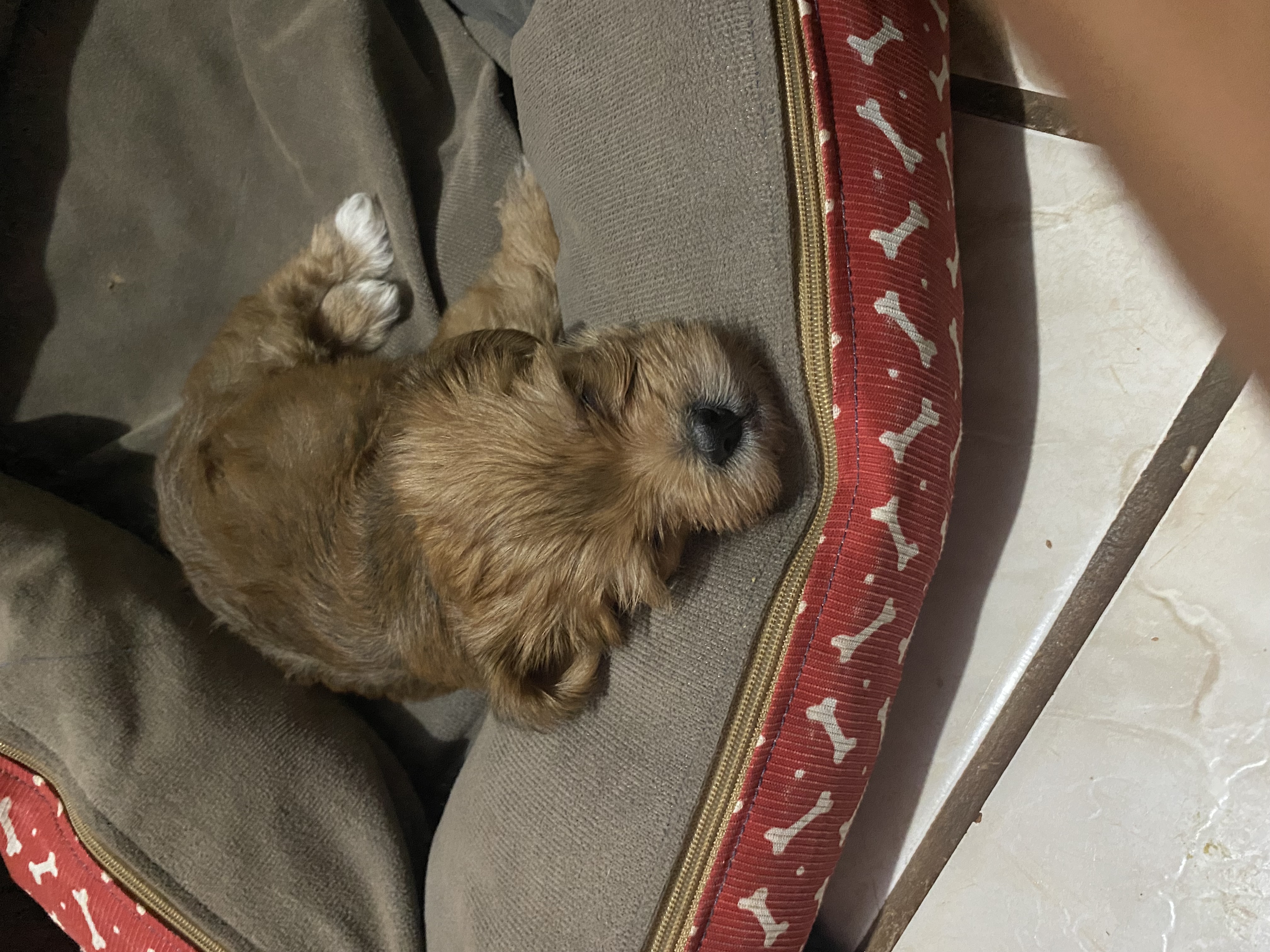 Portal Vendocão Vendo Lhasa Apso Uberlândia 