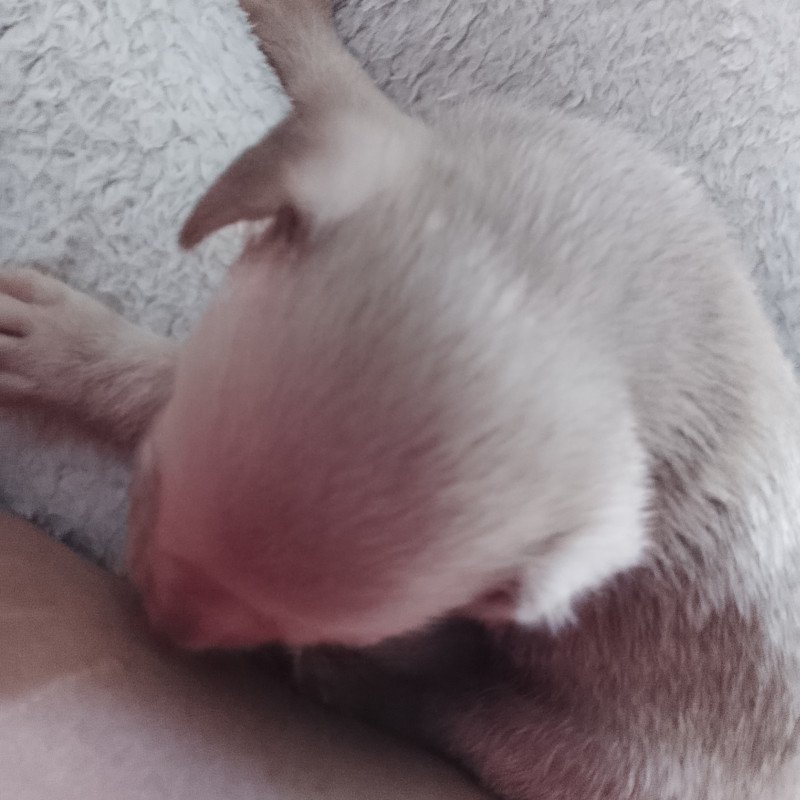 Pinscher zero macho - Foto 1
