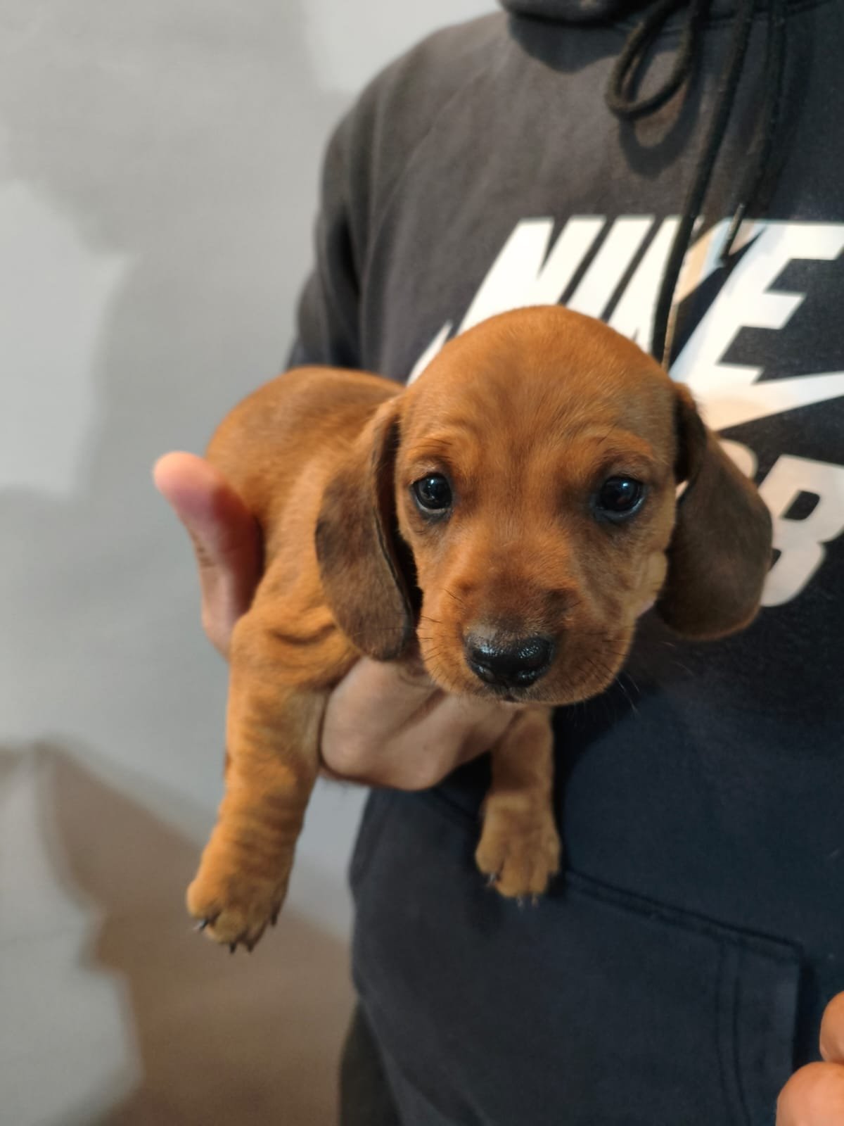 Filhotinho de dachshund salsichinha.  - Foto 1