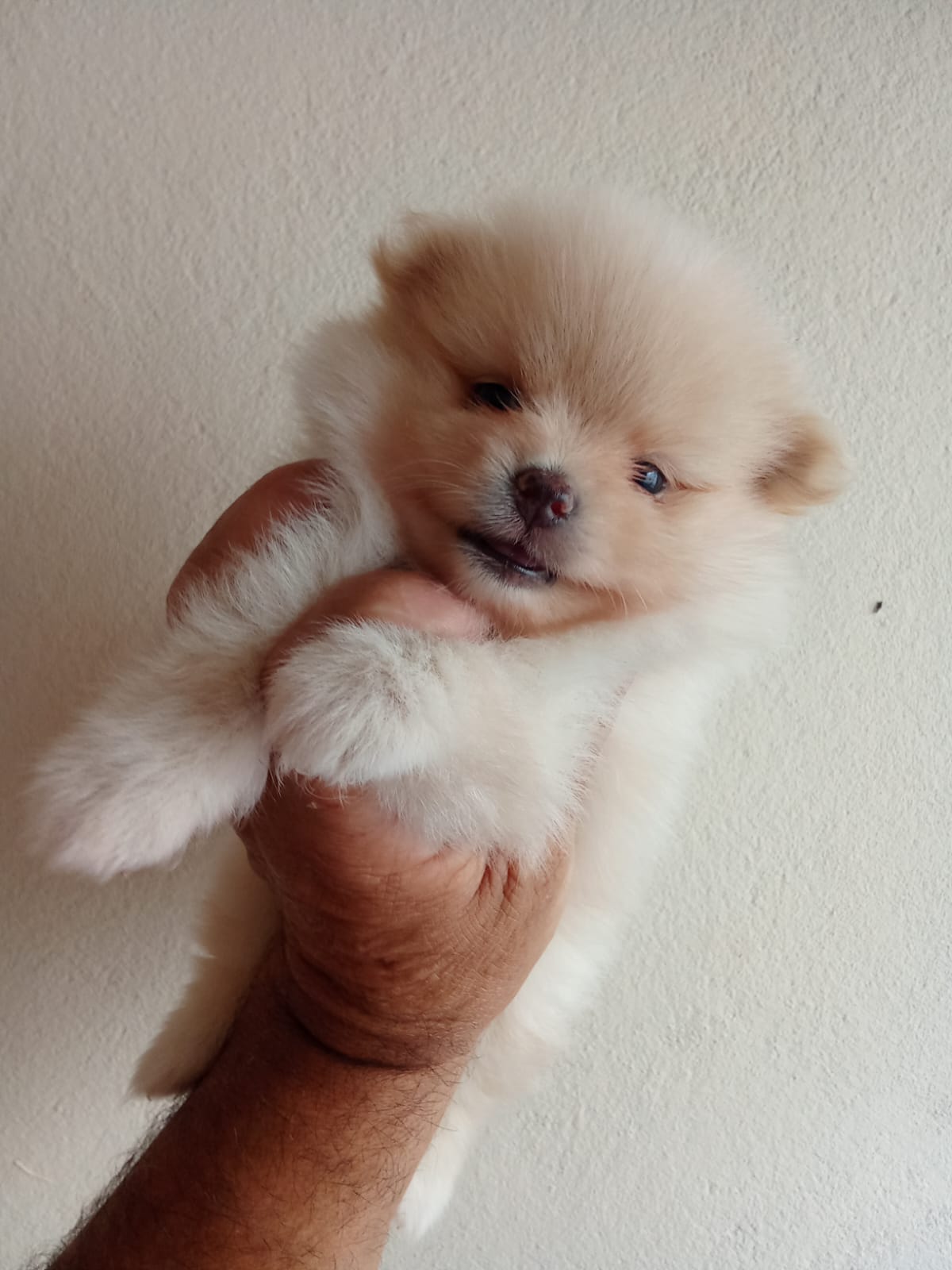 Filhotes de spitz alemão anão 