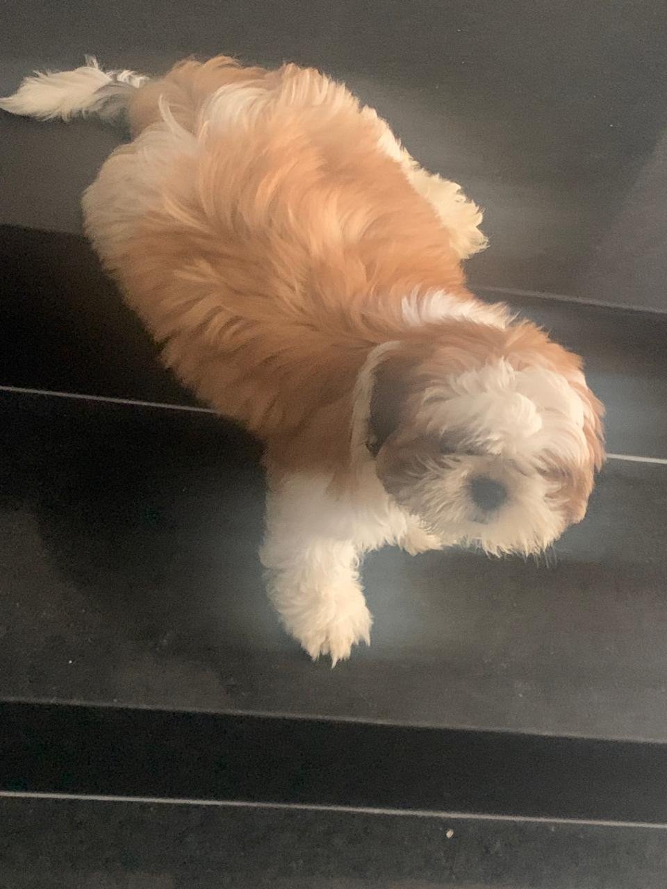 Vendo Shih tzu - Foto 2