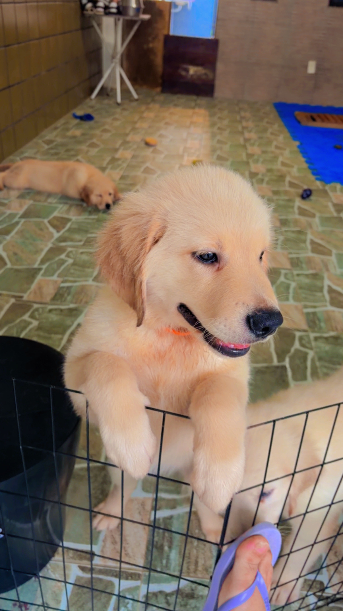 Filhotes Golden Retriever - Foto 2