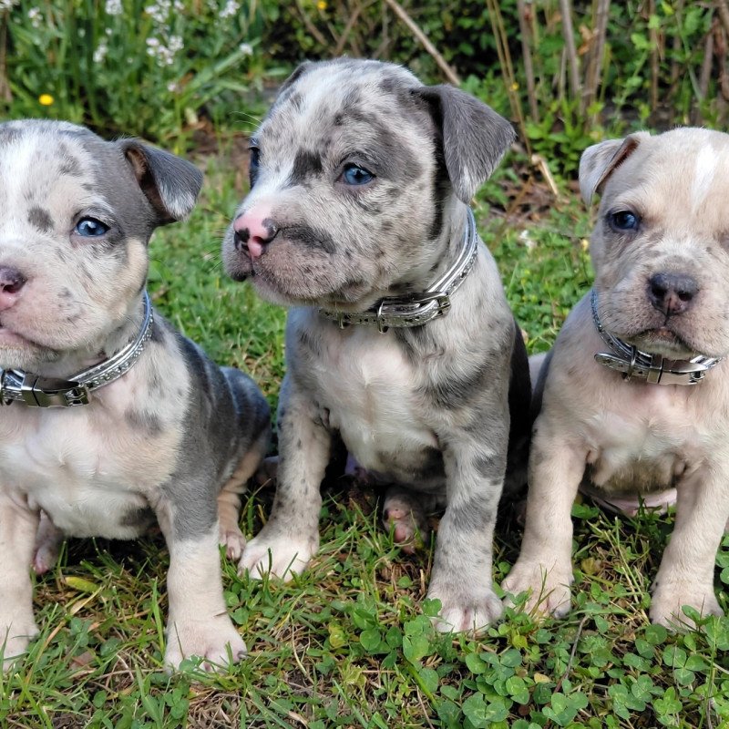 Lindos filhotes de American buly,  vermufugado,  com a primeira dose da vacina , aceito cartões de crédito e parcelo,  mais informações e fotos pelo zap 21 965443776