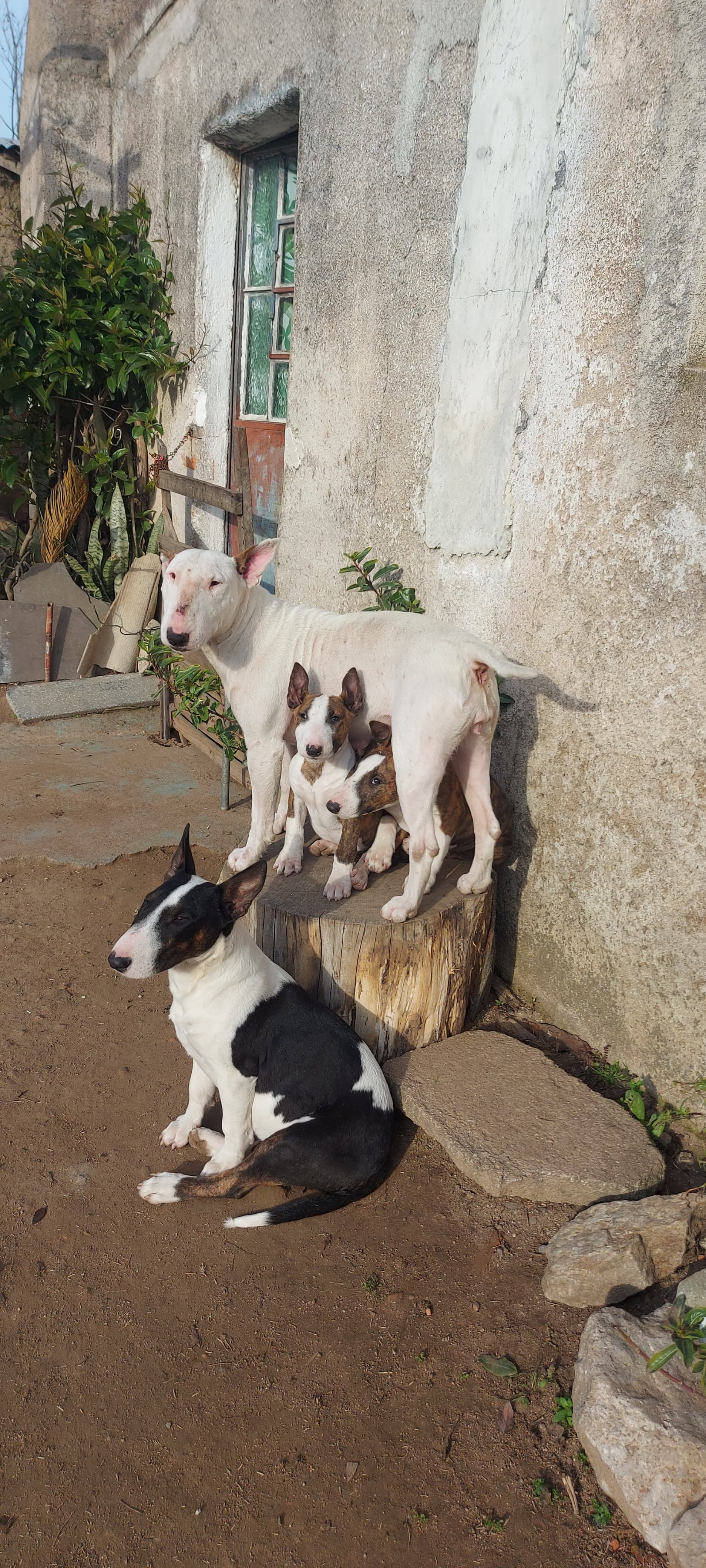 Bull Terrier  - Foto 5