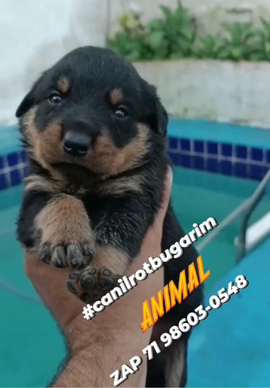 Portal Vendocão Filhotes de rottweiler alto padrão  Salvador
