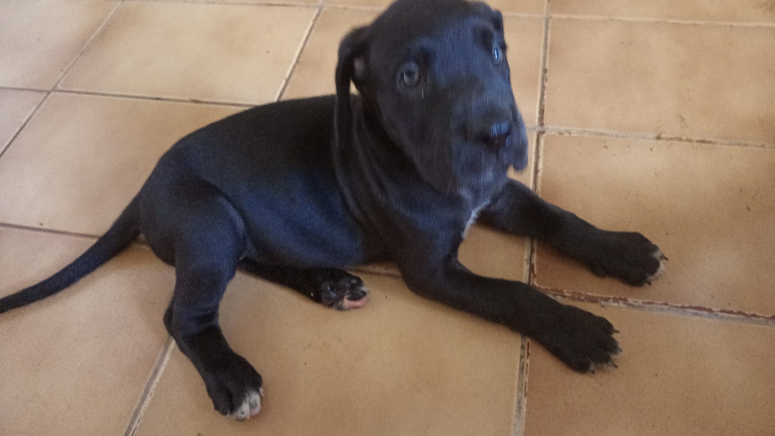 Portal Vendocão Dog alemão  Manaus 