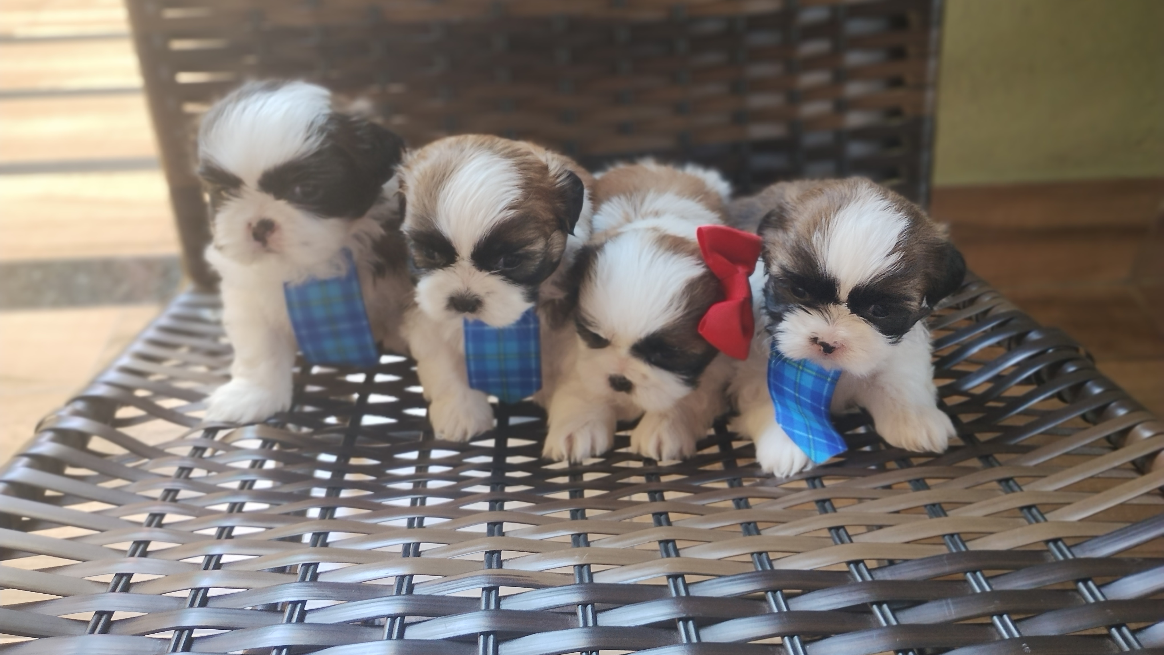 Portal Vendocão Cachorro Shitzu  Uberlândia 