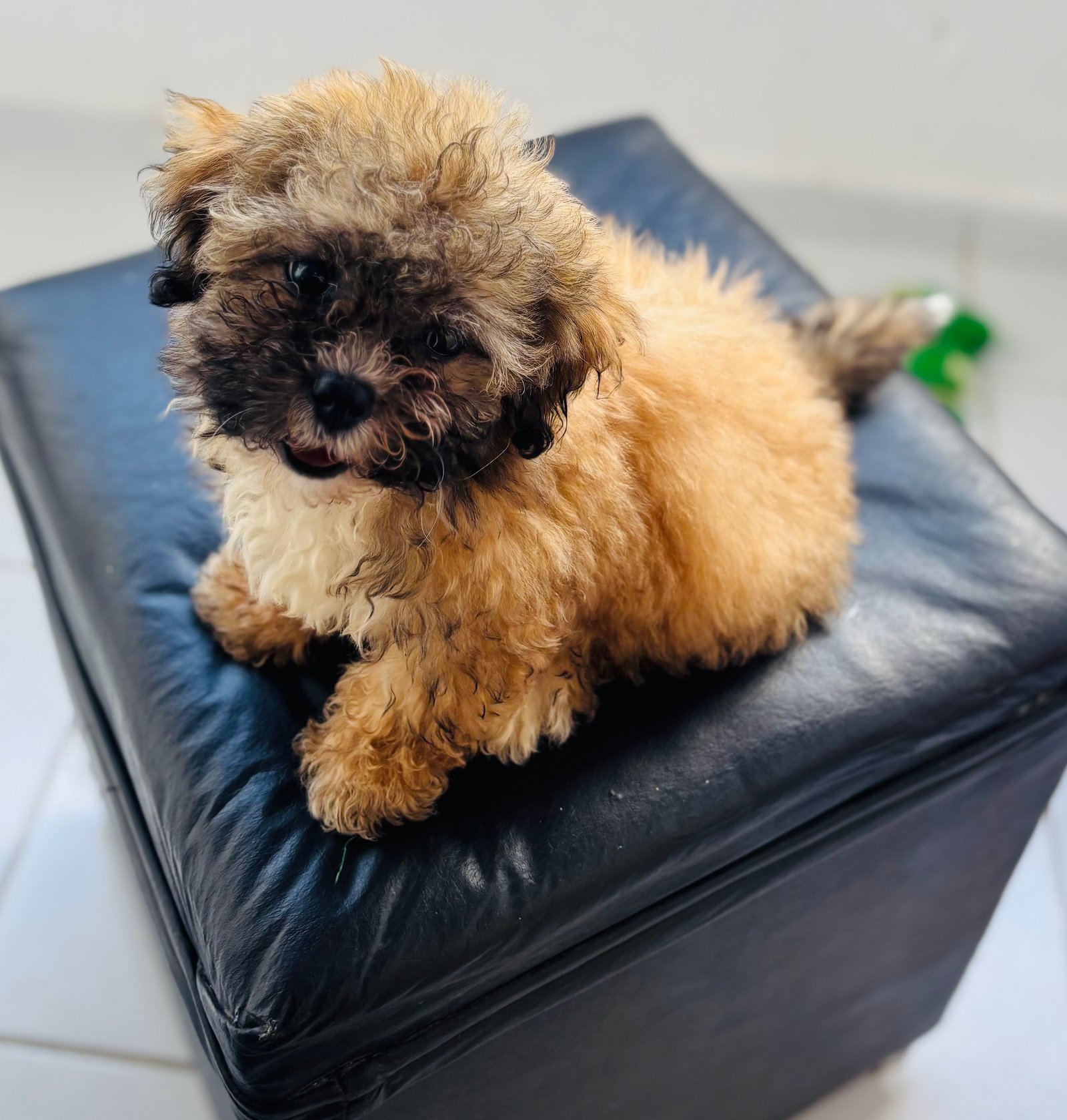 Cachorra  - Foto 2
