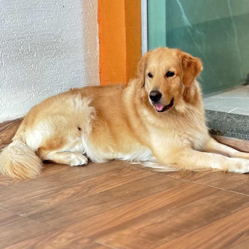 🐶 Olá, pessoal!  Estou com lindos filhotes de Golden Retriever disponíveis em Divinópolis/MG. 🐾❤️  ✅ Filhotes saudáveis e muito bem cuidados. ✅ Entregues na idade ideal. ✅ Com os cuidados conforme a idade. ✅ Envio fotos, vídeos e faço chamada de vídeo para quem desejar conhecer os filhotes.  O Golde - Foto 3