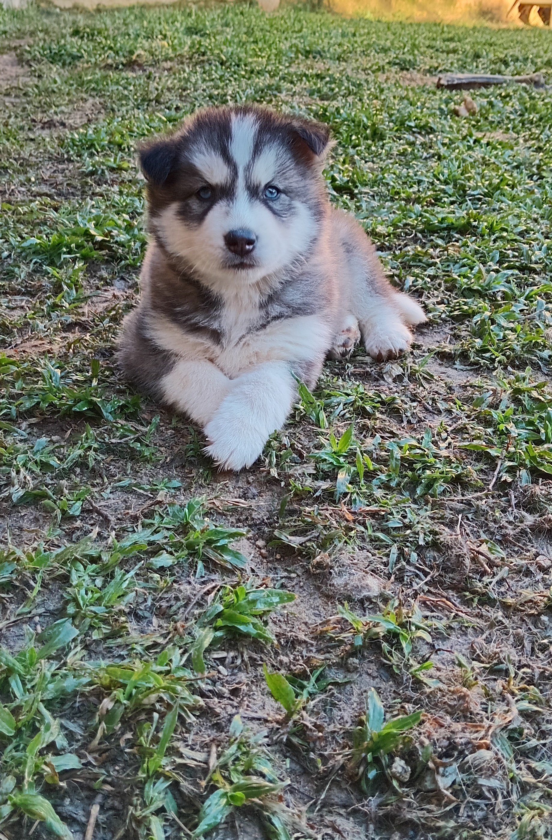 Husky Siberiano Filhote - Foto 1