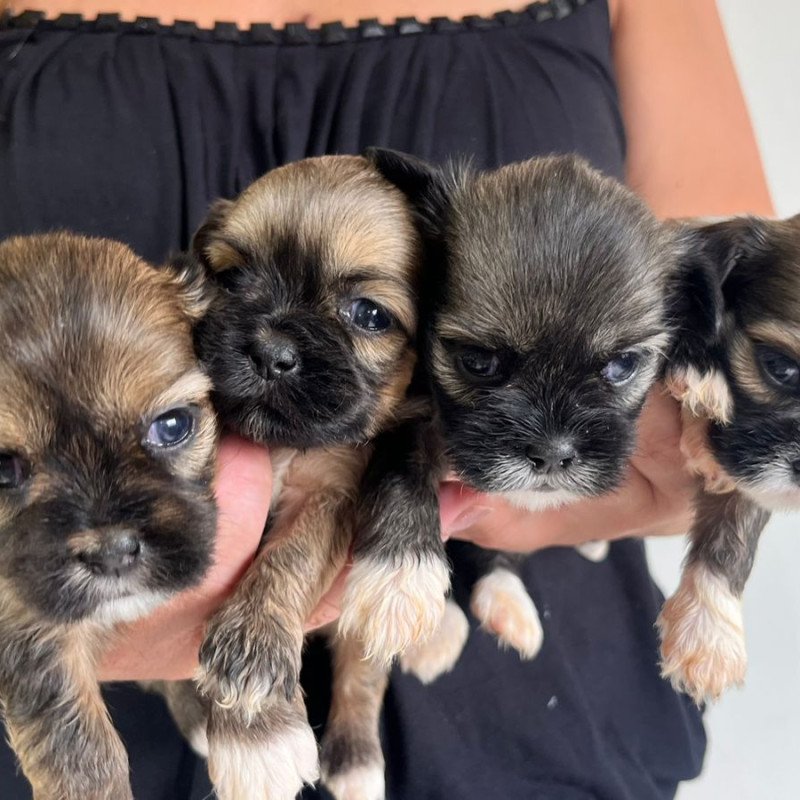 Filhotes Puro de Lhasa Apso 28 dias tenho os pais puro mais informações e fotos no watss  4 Fêmeas e 4 Machos