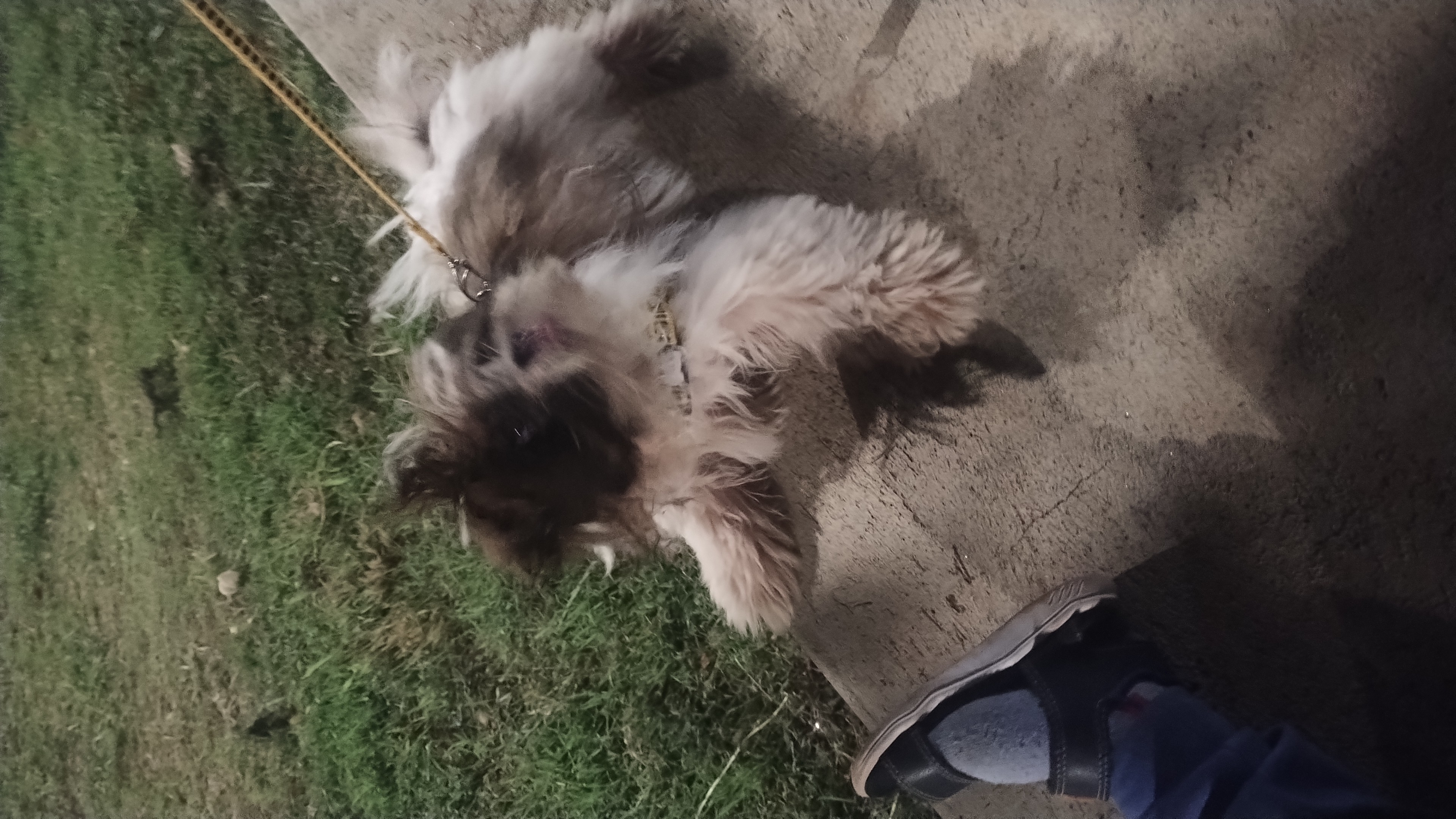 Portal Vendocão Shitzu  Santa Maria 