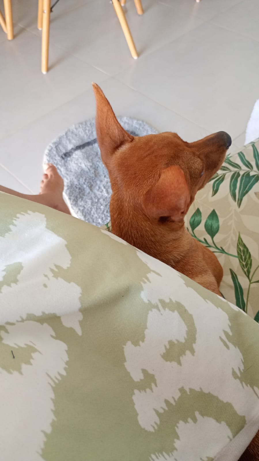 Pet