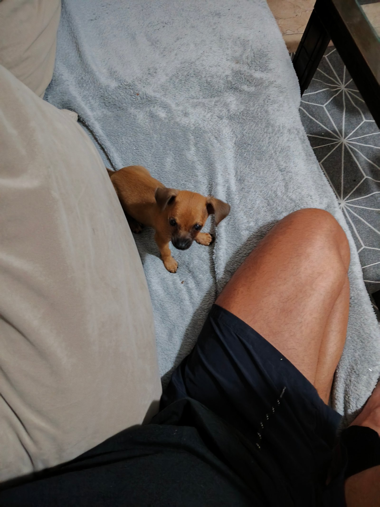 Pinscher - Foto 2