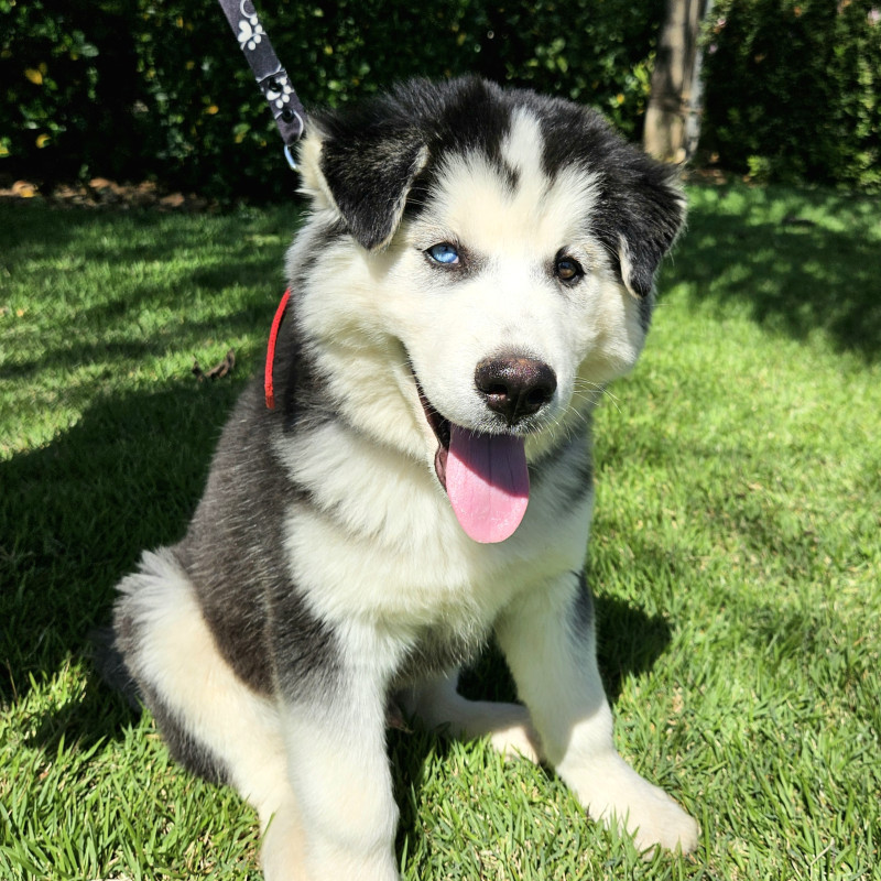 FILHOTES DE HUSKY SIBERIANO com PEDIGREE da CBKC!!! Para VENDA ou RESERVA! - Foto 3