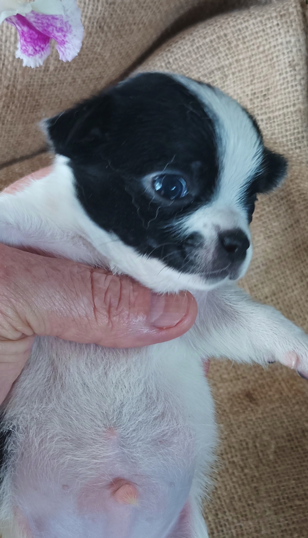 Portal Vendocão Chihuahua machinho pelo curto  Londrina