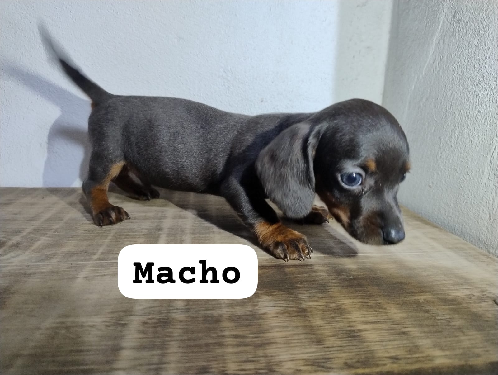 Portal Vendocão Filhotes de dachshund  Cachoeirinha 