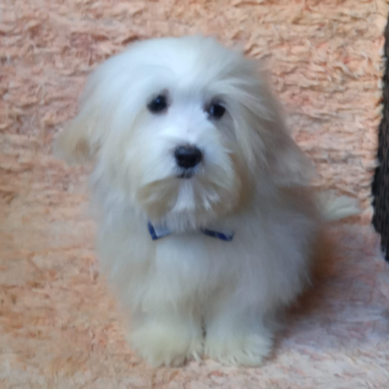 filhotes de Lhasa Apso são bernardo do campo 