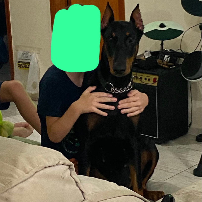 Lindos filhotes de Doberman - Foto 5