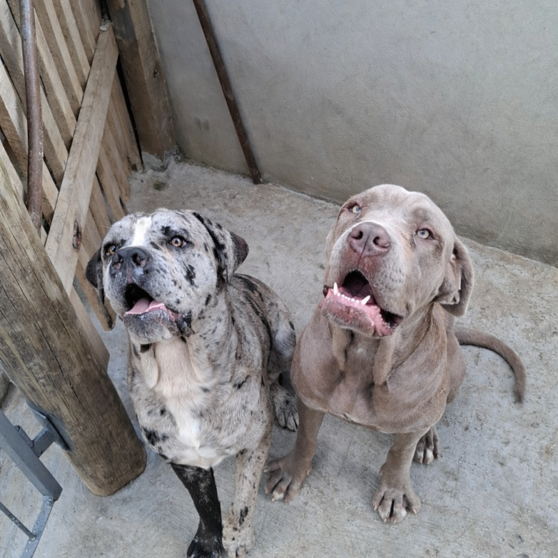 Casal Cane Corso - Foto 1